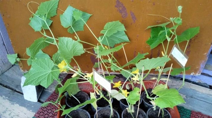 How to plant overgrown cucumber seedlings?