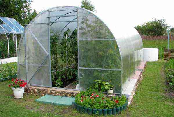 How to properly water tomatoes in a polycarbonate greenhouse