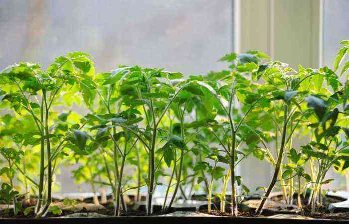 How to provide tomato seedlings with the necessary light? The way out – additional lighting!