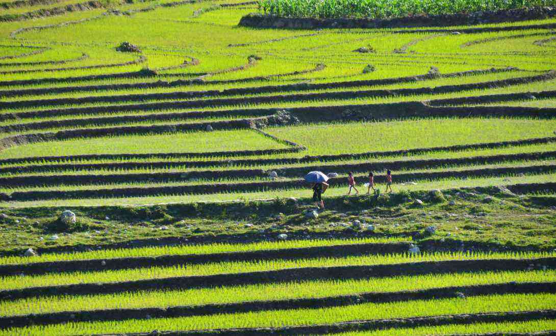 Soil terracing in rice cultivation