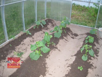 Hvordan binde opp agurker i et drivhus av polykarbonat?