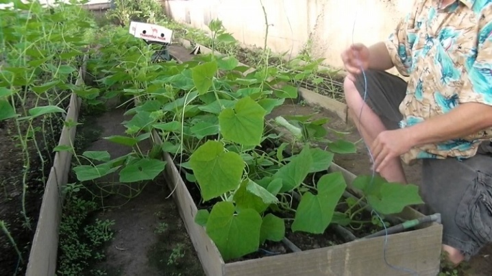 How to tie up cucumbers in the open field?