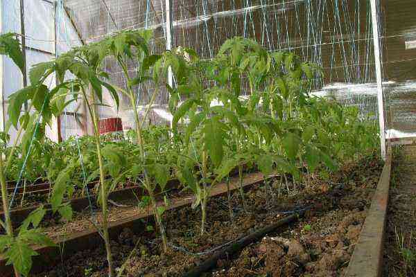 How to tie up tomatoes in a polycarbonate greenhouse