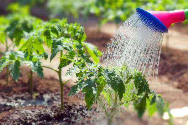How to water tomatoes outdoors