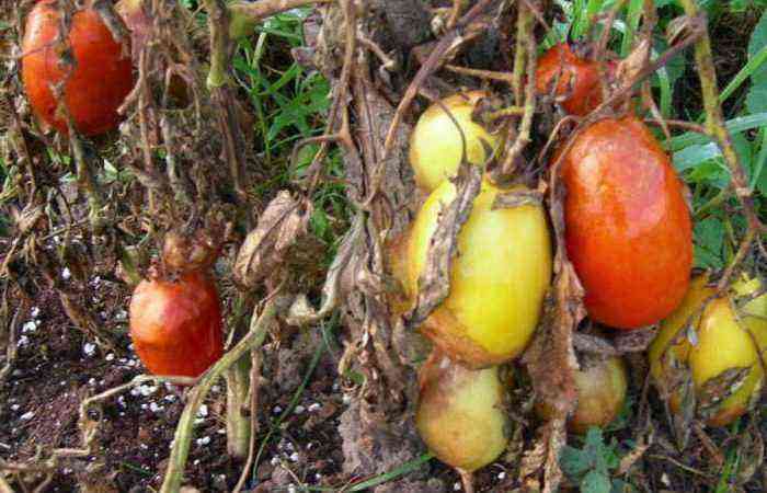 Incredibly tenacious and dangerous - how to protect tomatoes from the worst enemy, late blight: tillage after an illness