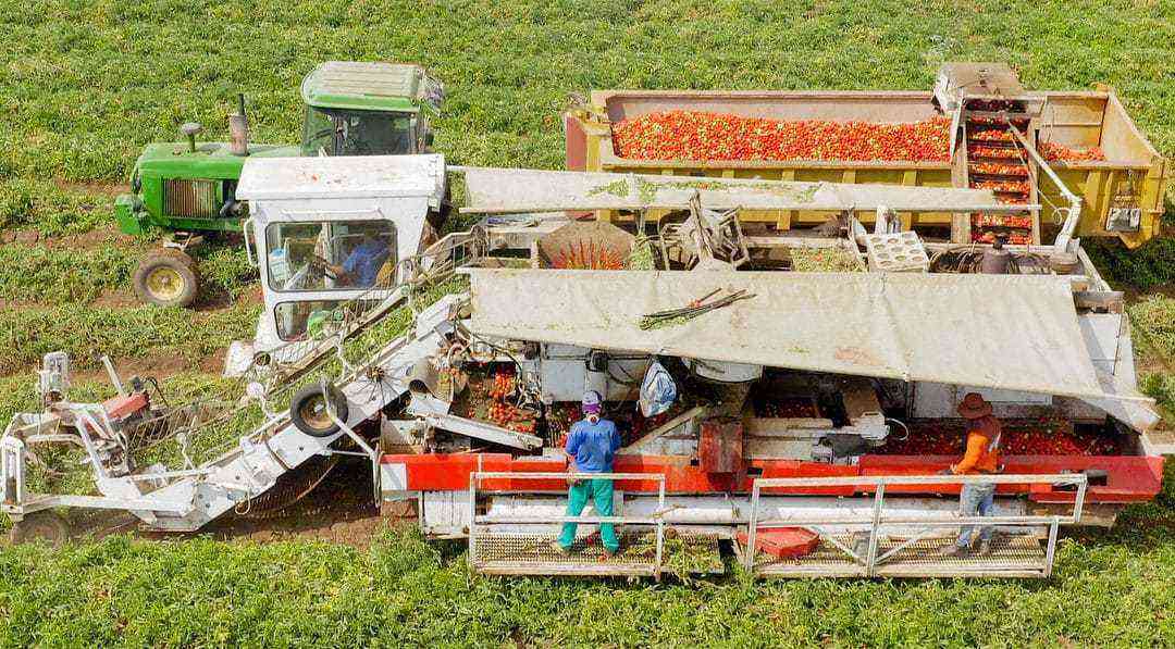 Mechanical harvesting of tomatoes seen from above