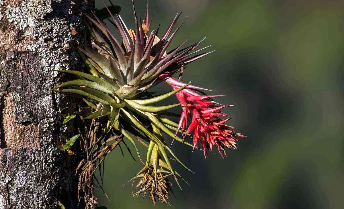 Meet the epiphytes: aerial plants