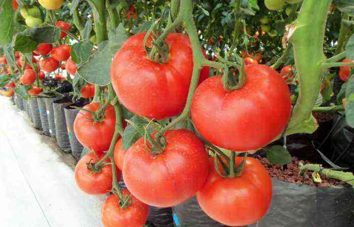 Modern methods – to the masses! Growing tomatoes in hydroponics is not a fad, but a requirement of the times
