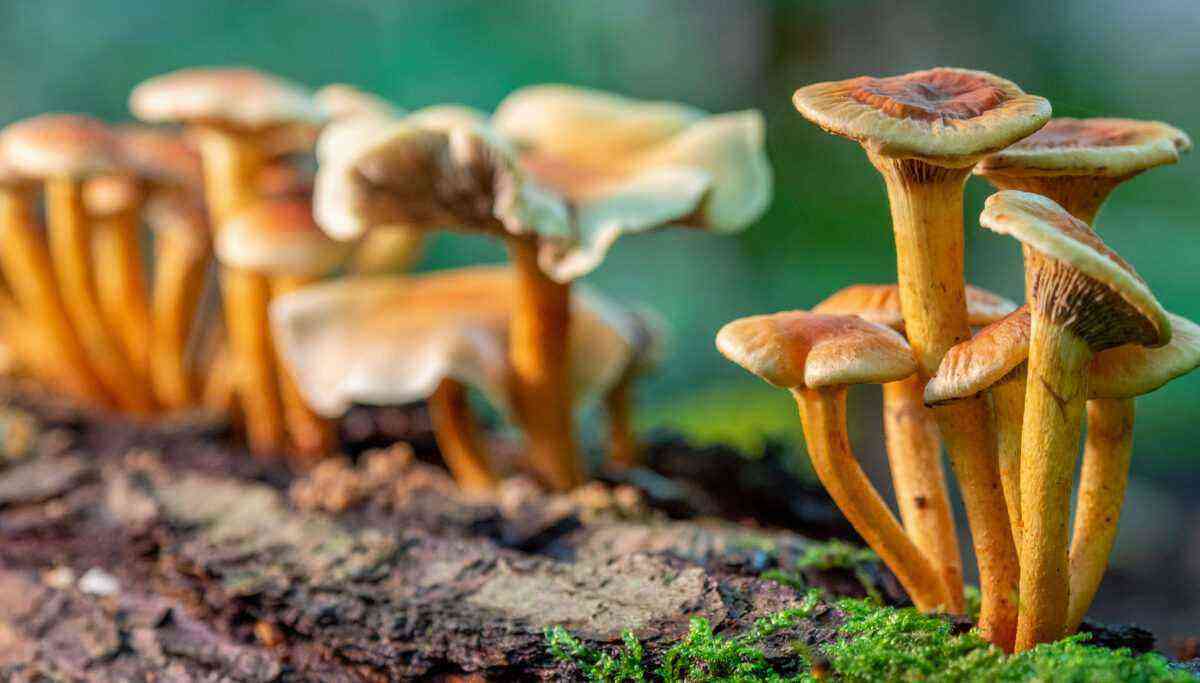 Mushrooms: tips on how to plant