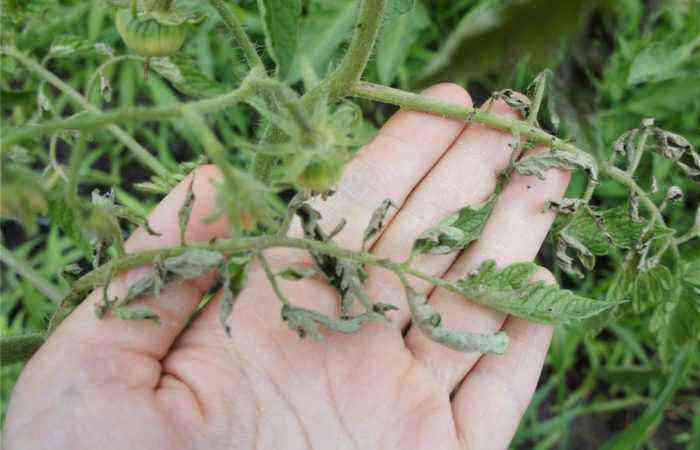 infected tomato leaves