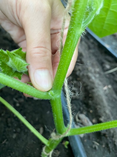 Options for the formation of cucumbers in the open field