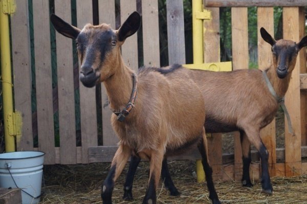 Czech goats