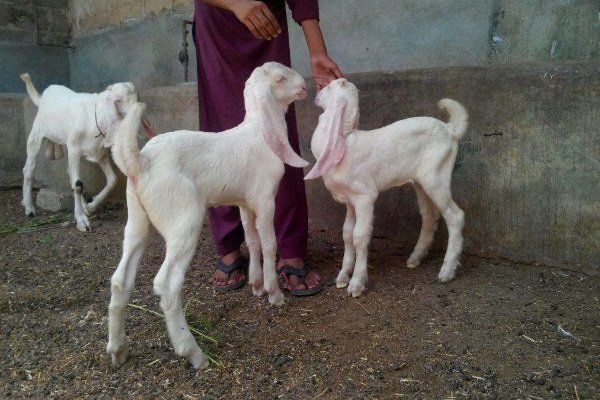 Young Golabi Goats