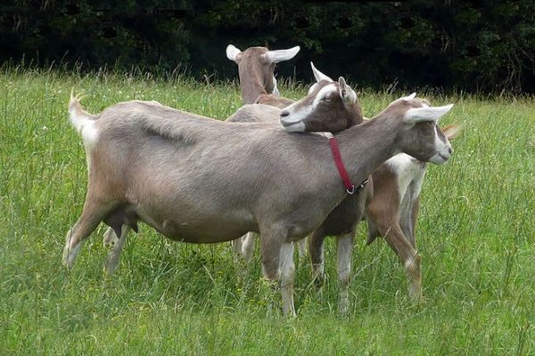 Toggeburg goats