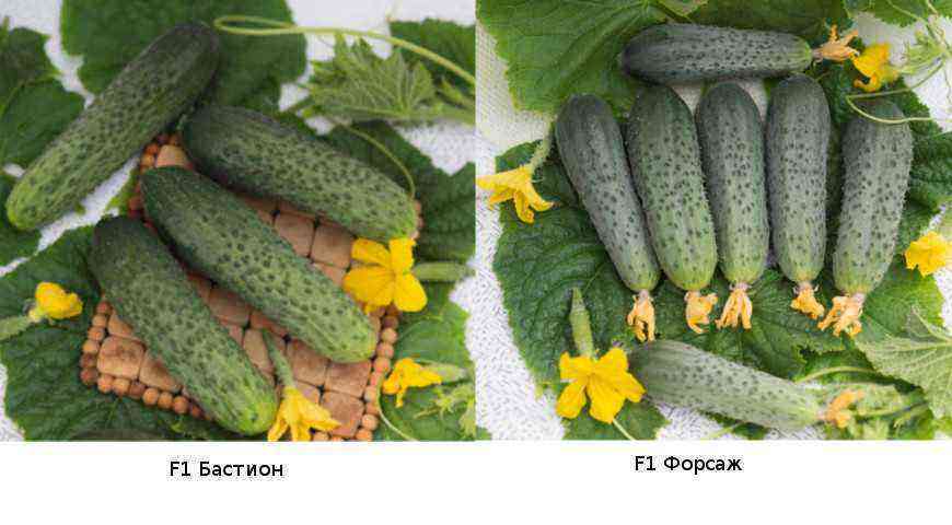 Oversigt over de bedste kuldebestandige varianter af agurker til en kold sommer