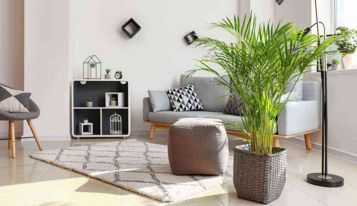 Areca palm tree planted in vase decorating indoor environment