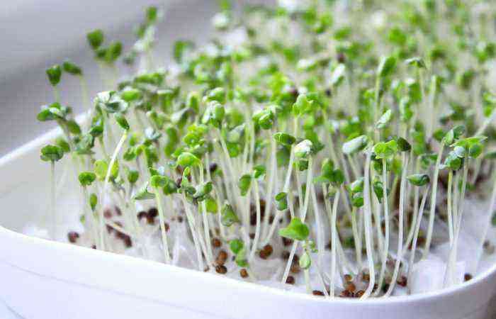 Paper instead of soil: a curious way to grow tomato seedlings without soil