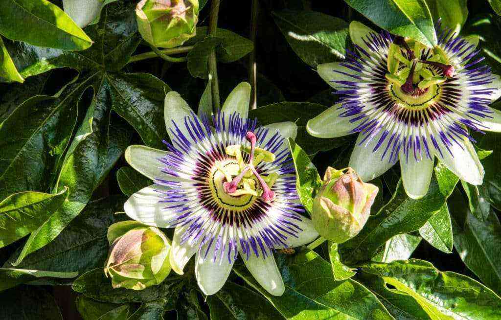 Passion flower on the foot