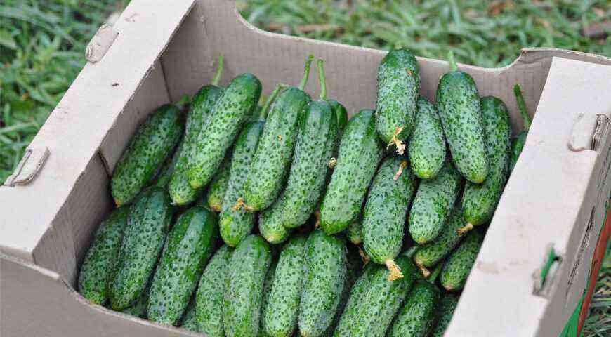 Personal experience of growing cucumbers and the choice of varieties of Larisa Maslova