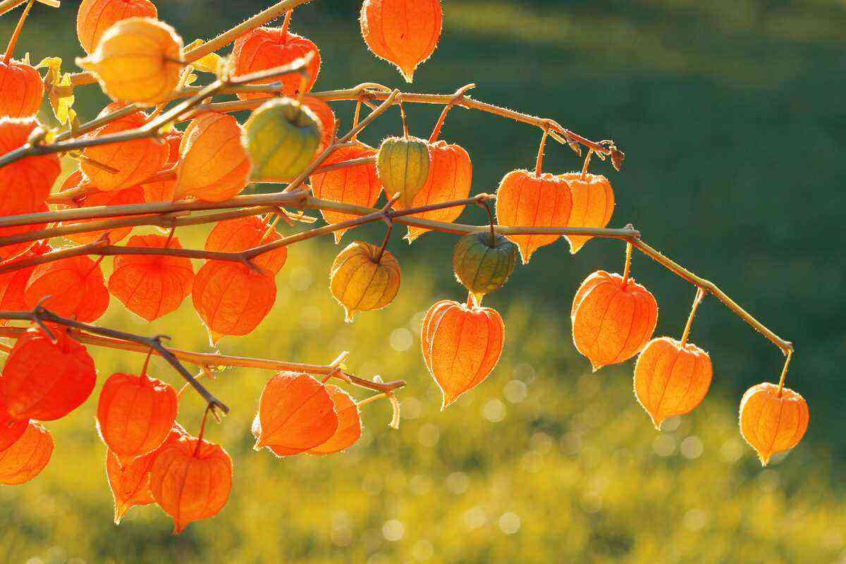 Physalis: see how to plant and its benefits