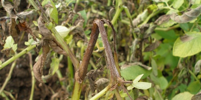 Phytophthora on the site - symptoms, methods of prevention and control
