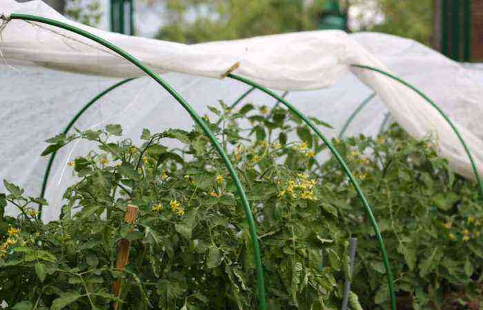 Planting tomato seedlings in a greenhouse as a guarantee of a high yield