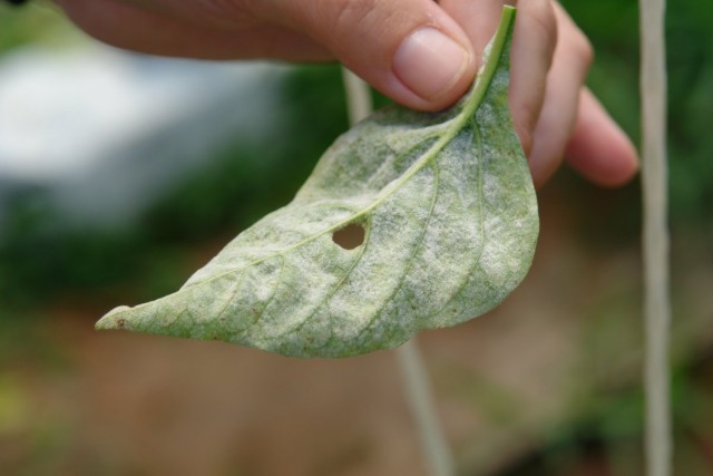 Powdery mildew on a pepper leaf