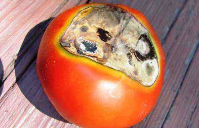 Tomato with blossom end rot