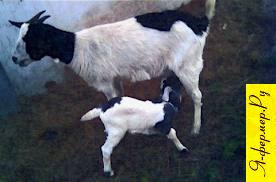 How to raise goats to weaning