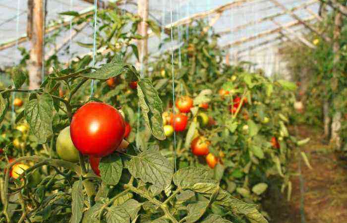 Tied up tomatoes in a greenhouse