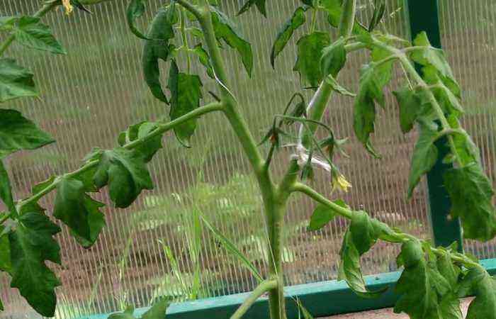 Remove without pity: learning how to properly form tomatoes into one stem