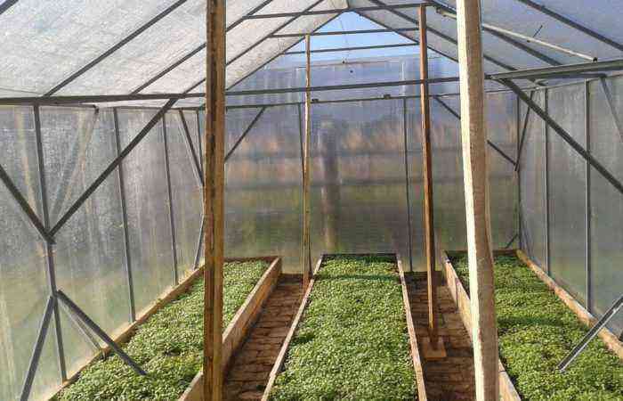 Scheme of planting tomatoes in a greenhouse – front line for plants