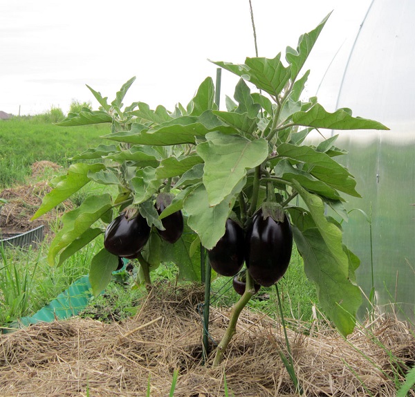 Ripe eggplants in the garden