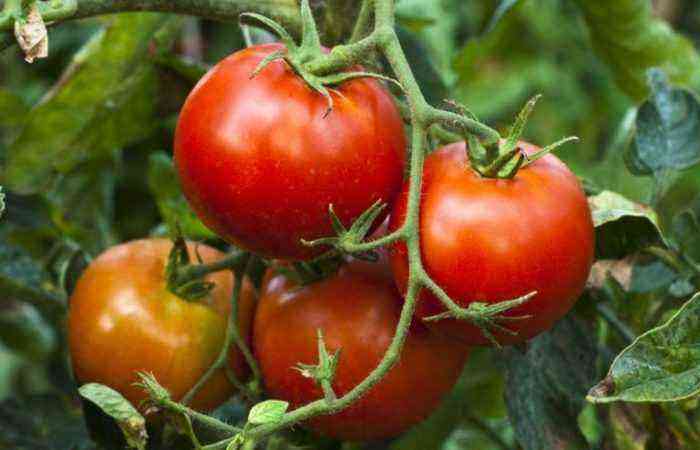 Shades of color and taste of tomatoes “Andromeda” – characteristics of the variety, features of care, tips for growing