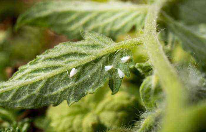 whitefly on leaves