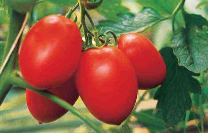 Benito tomatoes on a branch