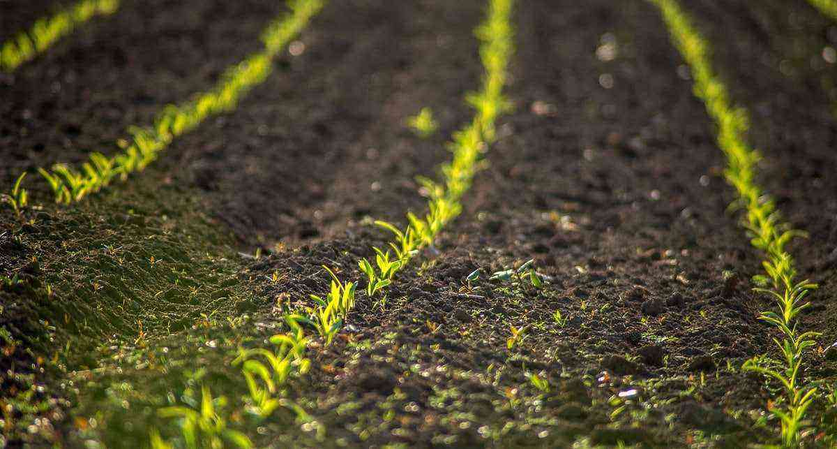 Soil management: how to do it and what to avoid