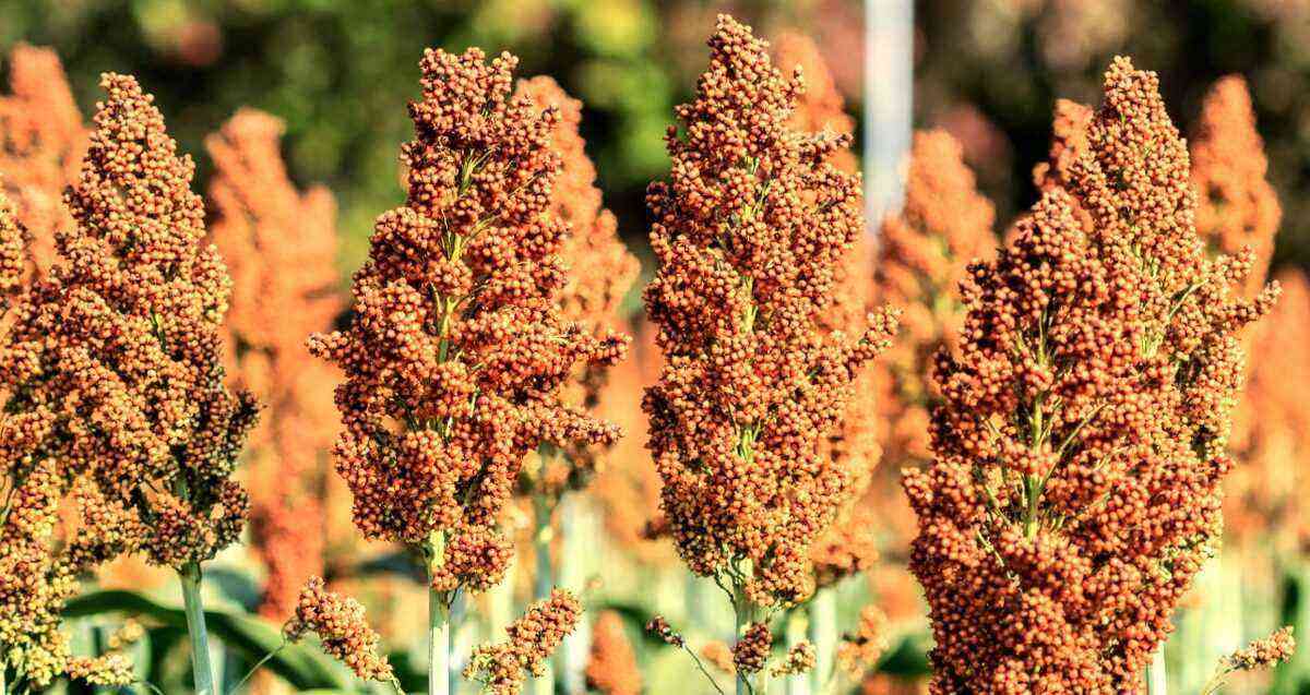sorghum on the foot