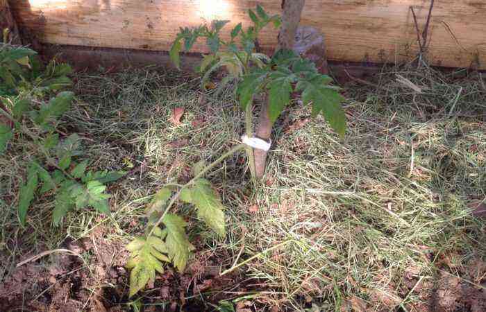 Tied tomato seedlings