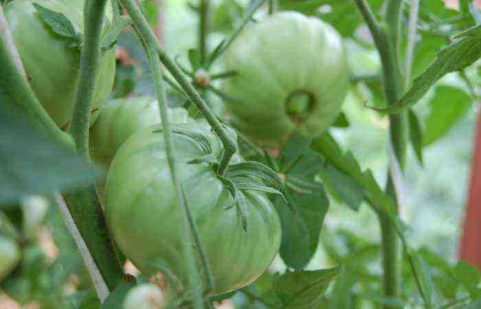 Several green tomatoes on a branch