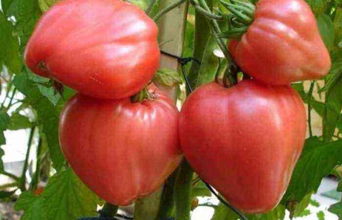 Sugar bison tomato is an unpretentious and productive variety with some growing features