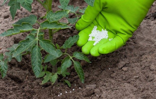 Application of mineral fertilizers for tomatoes