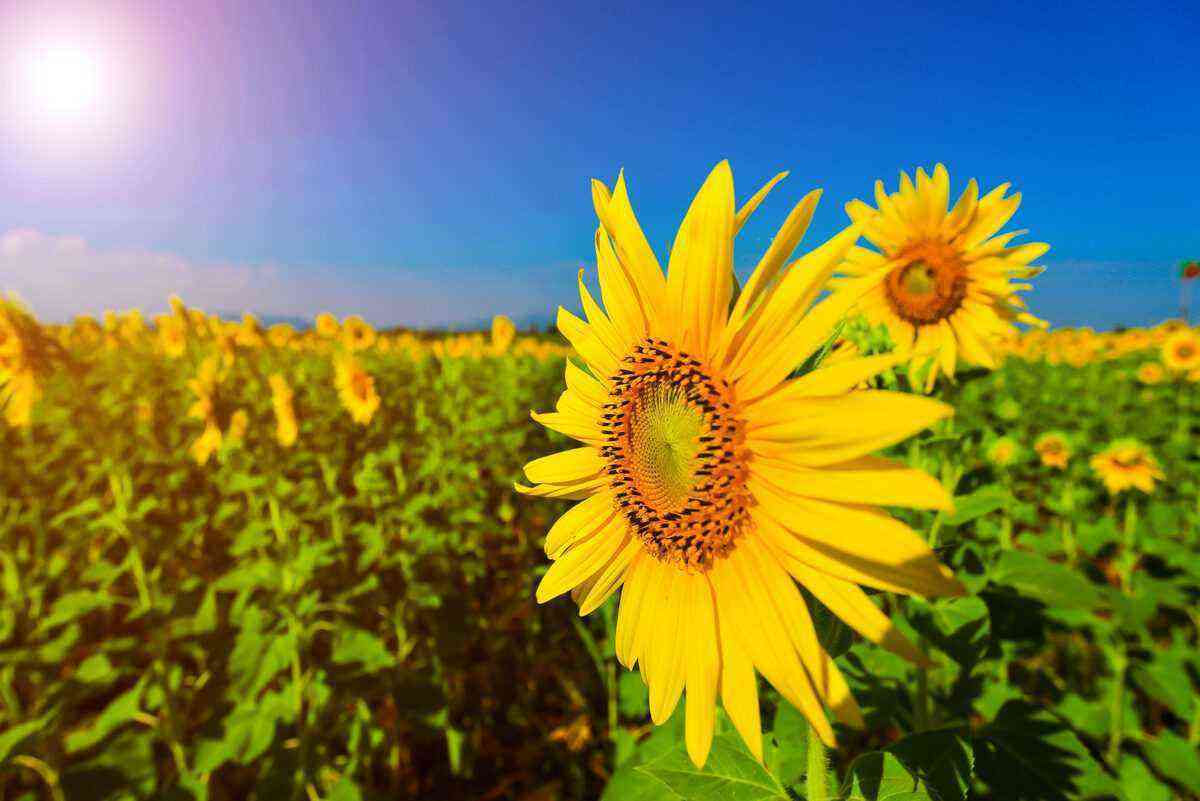 Sunflower flower facing the sun. It's one of the curiosities