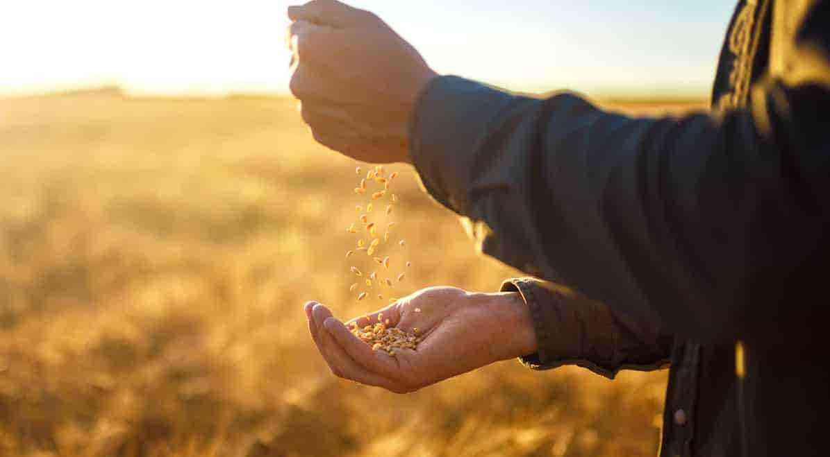 Sustainability and grain production