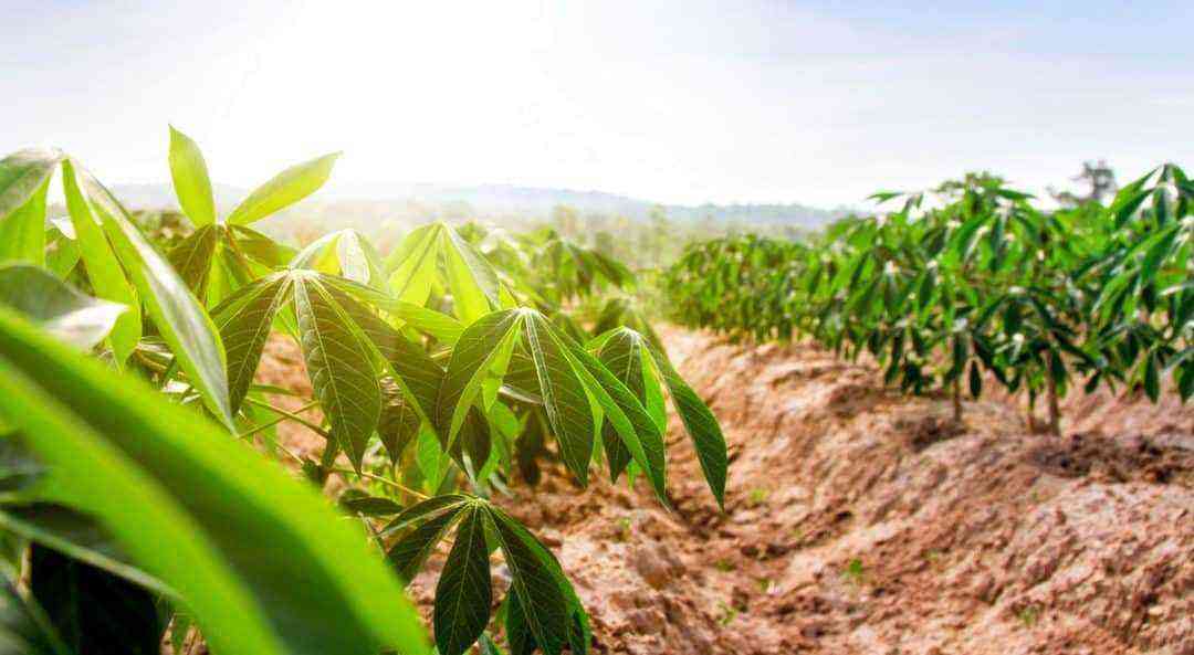 The influence of climate on cassava plantations