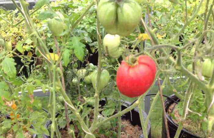 Green and red tomatoes growing in buckets