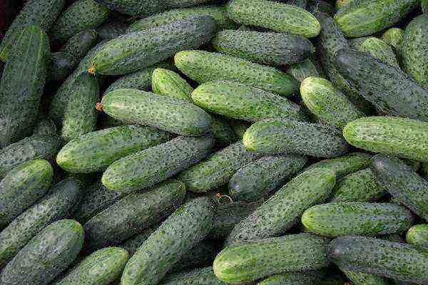 A scattering of Courage F1 cucumbers. Photo of agricultural firm Gavrish