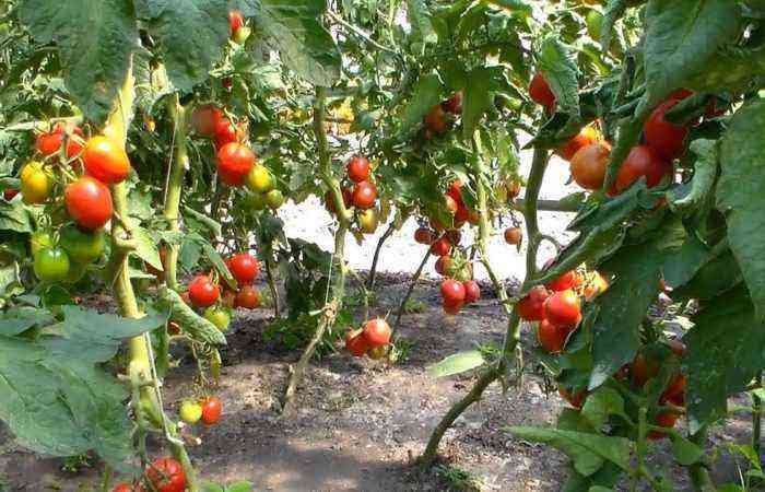 The success of compactness: how close can you plant tomatoes in the greenhouse and in the open field to please the quantity and quality