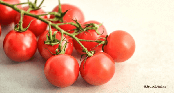 Tipos de Tomate. Classes and Variedades. Lista de los Mejores Tomates del Mundo