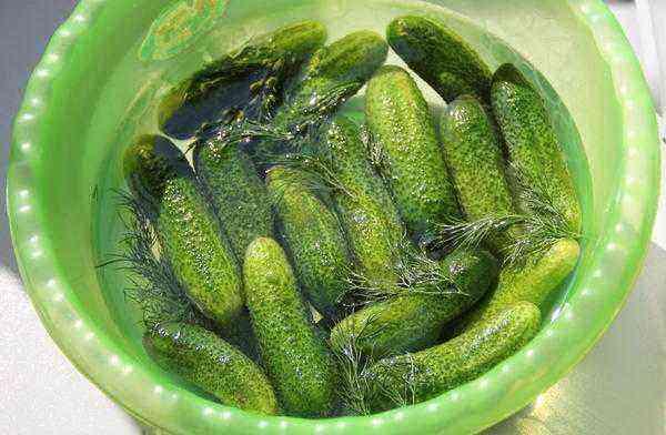 To salt or not to salt? Hybrids of cucumbers for blanks